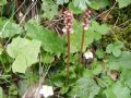 Pyrola minor